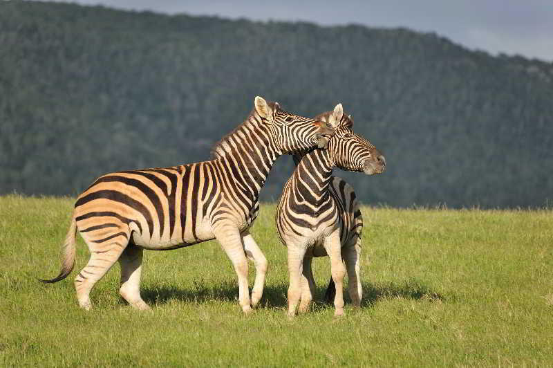 Kariega Game Reserve Bushman's River Mouth Exterior photo